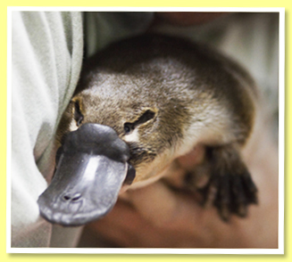 Platypus Platypus