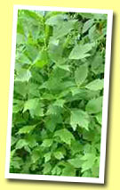 Lovage