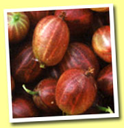 Gooseberries