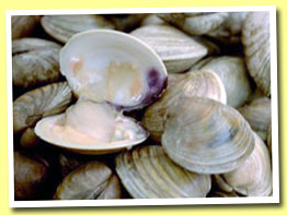 Clams