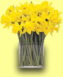 Daffodils