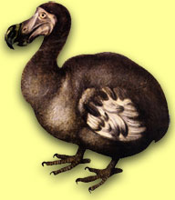 Dodo