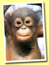 Orang