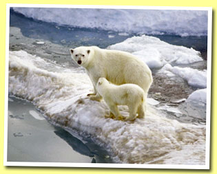 Polar bear