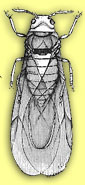Phylloxera