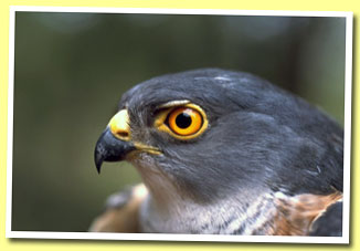 Sparrowhawk