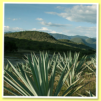 agave agave