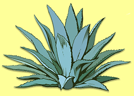 Agave