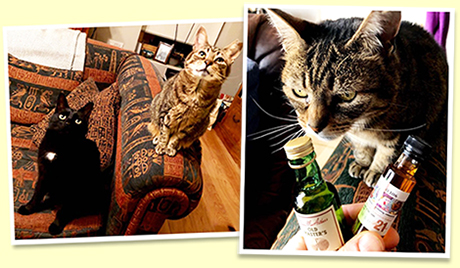 cats cats