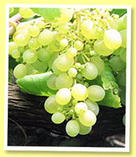 Verdejo Verdejo