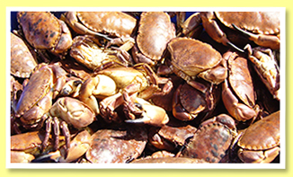crabs