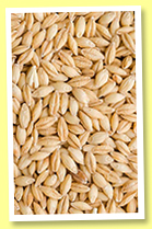 Glenallachie 'Golden Barley' (45%, Share & Taste, Whisky & Rhum, +/-2021) Glenallachie 'Golden Barley' (45%, Share & Taste, Whisky & Rhum, +/-2021)