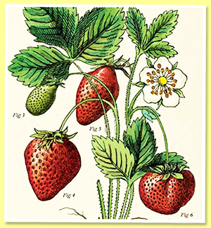 Strawberries