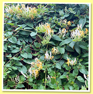 Honeysuckle Honeysuckle