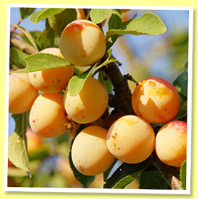 mirabelle Mirabelle