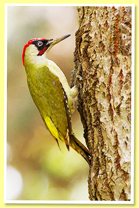 Woodpecker Woodpecker