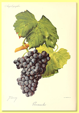 grenache grenache