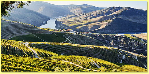 Syrah
